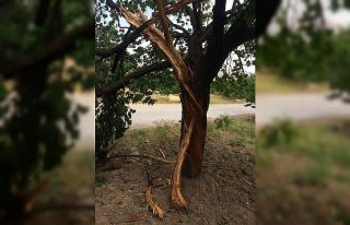 Kayısı bahçesine yıldırım düştü