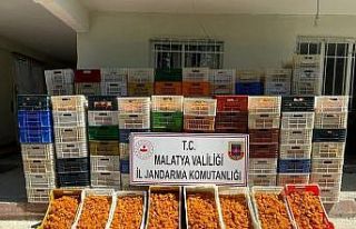 Kayısı hırsızlığı olayları güvenlik kameraları...