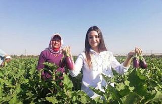 Kaymakam Uçar, patlıcan hasadı yaptı