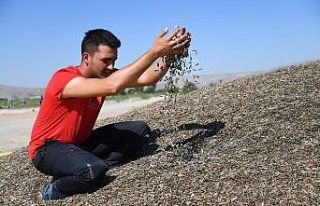 Kayseri’de Ay Çekirdeği Hasadı Başladı