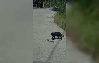 Kedi ile yılanın kavgasında pes eden yılan oldu