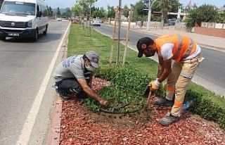 Kemer’de takades çiçeği açacak