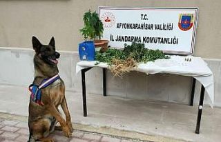Kenevir yetiştiren baba ve oğlu jandarma yakaladı