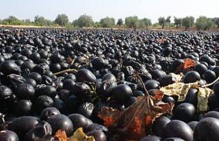 Kilis horoz karası üzümü kurumaya bırakıldı