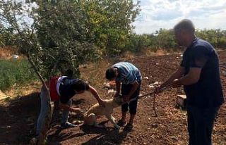 Kilis’te evcil hayvanlara mikro çip uygulaması...