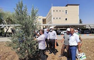 Kilis’te yağlık zeytin verimi arttırılacak