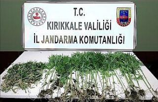 Kırıkkale’de gece yarısı kenevir sularken suçüstü...