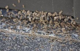 Kırklareli’nde Dantel Böceği istilası