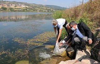 Kocaeli’de göletlere 171 bin sazan balığı bırakıldı