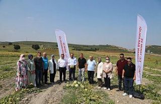 Konaklı’da kavun bereketi