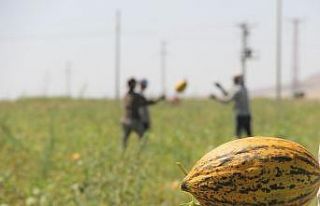 Konya Ovasında kavun hasadı zamanı