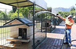 Konyaaltı’nda köpekler banyo seanslarıyla serinliyor