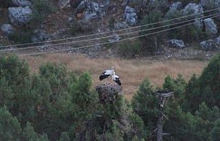 Konya’da leyleklerin göç yolculuğu başladı