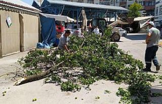 Kopan ağaç dalından tezgahın brandası korudu