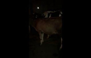 Köyü su bastı, hayvanları son anda kurtardılar