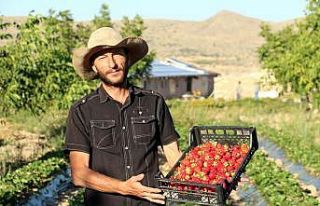 Köyüne dönerek organik çilek yetiştirmeye başladı,...