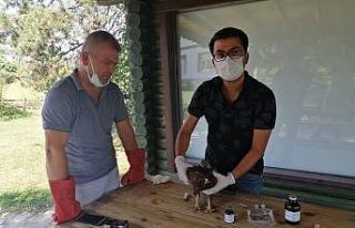 Küçük orman Kartal güvenli ellerde