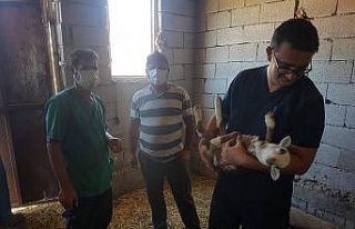 Küçükbaş hayvanlara küpeleme ve aşı çalışması