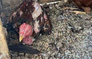 Kuluçkaya yatan horoz sahibini şaşırttı