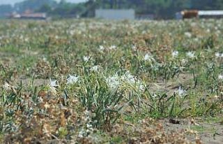 ‘Kum zambakları’ koruma altında
