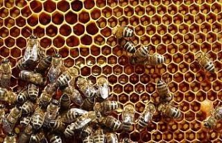 Kuraklık nedeniyle arıların geleceği tehlike altında