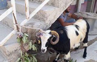 Kurban Bayramı’nda kaçan keçi 20 gün sonra bulundu