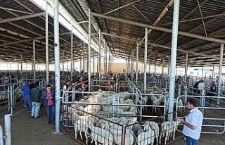 Kurban Bayramı’ndan sonra küçükbaş hayvan pazarında...