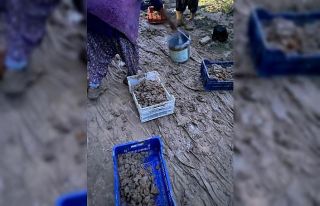 Kurumaya bırakılan kayısılar sele kapıldı