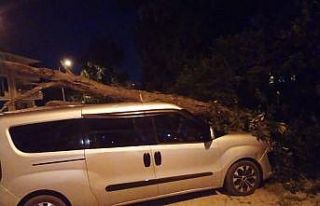 Kurumuş ağaç, park halindeki aracın üzerine devrildi