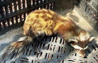 Kütahya’da yaralı alaca sansar tedavi altına...