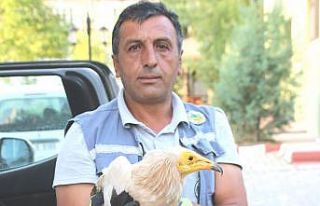 Kütahya’da yaralı Mısır Akbabası tedavi altına...