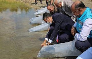 Kütahya’nın Eskiyüreğil Göleti’ne yavru sazan