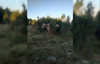 Kuyuya düşen inek vinç yardımıyla kurtarıldı