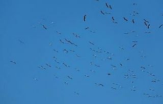 Leyleklerin göçü İskenderun Körfezi’nde güzel...