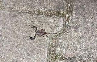 Mahalleyi zehirli akrep korkusu sardı