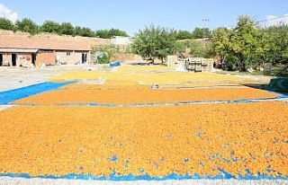 Malatya kayısısından 500 milyon Dolar gelir beklentisi