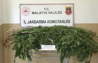 Malatya’da 1 kilo esrar ele geçirildi