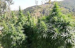 Malatya’da 980 kök Hint keneviri ele geçirildi