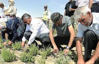 Malatya’da kekik hasadı başladı