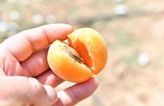 Mamak’taki ekolojik köyde ilk hasat Başkan Köse’den