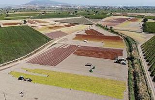 Manisa Ovasına serilen binlerce ton üzüm renk cümbüşü...