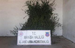 Manisa’da 496 kök kenevir ele geçirildi