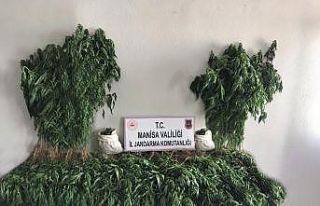 Manisa’da bin 71 kök kenevir ve 3 kilo kubar esrar...