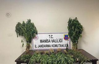 Manisa’da jandarmadan kenevir operasyonu