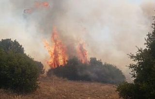 Manisa’da orman yangını başladı