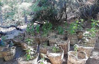 Manisa’da sepet sepet kenevir