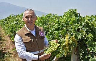 Manisa’da üzüm rekolte çalışmalarında sona...
