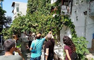 Marmara Adasının yok olan üzüm bağları yeniden...