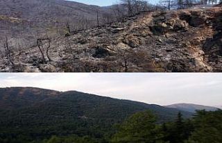 Marmaris’in yangın öncesi ve sonrası havadan...