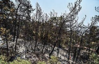 Marmaris’te siteye kadar inen yangında faciadan...